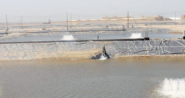 تنفيذ أعمال حماية المنطقة الواقعة شمال المزرعة السمكية شرق رؤوس بركة غليون.